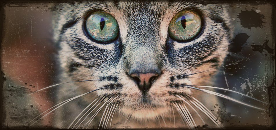 "Jeśli Twoje zdjęcia nie są wystarczająco dobre, to znaczy, że nie byłeś wystarczająco blisko." Robert Capa